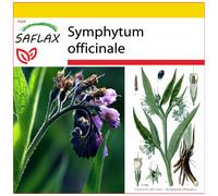 SAFLAX - Ensemble de culture - Consoude - 15 graines - Avec mini serre, substrat de culture et 2 pots - Symphytum officinale