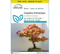 SAFLAX Ensemble de culture - Copalme d'Amérique - 100 graines - Liquidamber