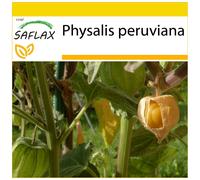 SAFLAX - Ensemble de culture - Coqueret du Pérou - 100 graines - Avec mini serre, substrat de culture et 2 pots - Physalis peruviana