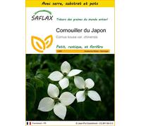 SAFLAX Ensemble de culture - Cornouiller du Japon - 30 graines - Cornus