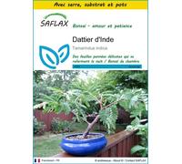 SAFLAX Ensemble de culture - Dattier d'Inde - 4 graines - Tamarindus