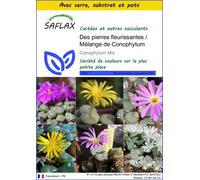 SAFLAX Ensemble de culture - Des pierres fleurissantes / Mélange de Conophytum - 40 graines - Conophytum