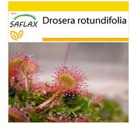 SAFLAX - Ensemble de culture - Droséra à feuilles rondes - 50 graines - Avec mini serre, substrat de culture et 2 pots - Drosera rotundifolia