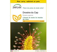 SAFLAX Ensemble de culture - Droséra du Cap - 200 graines - Drosera