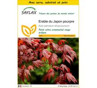 SAFLAX Ensemble de culture - Erable du Japon pourpre - 20 graines - Acer
