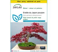 SAFLAX Ensemble de culture - Erable du Japon pourpre - 20 graines - Acer