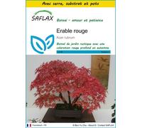 SAFLAX Ensemble de culture - Erable rouge - 20 graines - Acer