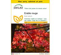 SAFLAX Ensemble de culture - Erable rouge - 20 graines - Acer