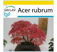 SAFLAX - Ensemble de culture - Erable rouge - 20 graines - Avec mini serre, substrat de culture et 2 pots - Acer rubrum