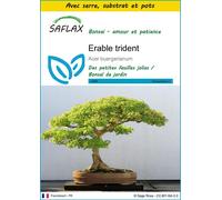 SAFLAX Ensemble de culture - Erable trident - 30 graines - Acer