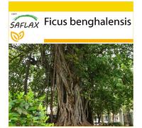 SAFLAX - Ensemble de culture - Figuier des banians - 20 graines - Avec mini serre, substrat de culture et 2 pots - Ficus benghalensis