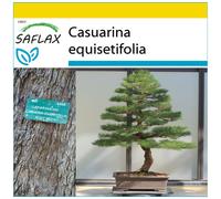 SAFLAX - Ensemble de culture - Filao - 200 graines - Avec mini serre, substrat de culture et 2 pots - Casuarina equisetifolia