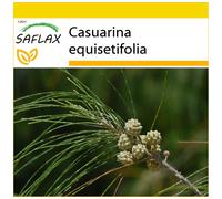 SAFLAX - Ensemble de culture - Filao - 200 graines - Avec mini serre, substrat de culture et 2 pots - Casuarina equisetifolia