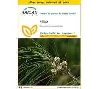 SAFLAX Ensemble de culture - Filao - 200 graines - Casuarina