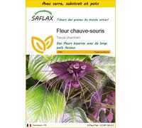 SAFLAX Ensemble de culture - Fleur chauve-souris - 10 graines - Tacca