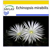 SAFLAX - Ensemble de culture - Fleur de la prière - 40 graines - Avec mini serre, substrat de culture et 2 pots - Echinopsis mirabilis