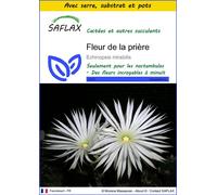 SAFLAX Ensemble de culture - Fleur de la prière - 40 graines - Echinopsis