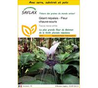 SAFLAX Ensemble de culture - Géant népalais - Fleur chauve-souris - 10 graines - Tacca