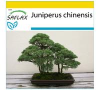 SAFLAX - Ensemble de culture - Genévrier de Chine - 30 graines - Avec mini serre, substrat de culture et 2 pots - Juniperus chinensis