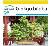 SAFLAX - Ensemble de culture - Ginkgo - 4 graines - Avec mini serre, substrat de culture et 2 pots - Ginkgo biloba
