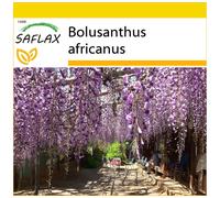 SAFLAX - Ensemble de culture - Glycine arbre - 15 graines - Avec mini serre, substrat de culture et 2 pots - Bolusanthus africanus