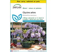 SAFLAX Ensemble de culture - Glycine arbre - 15 graines - Bolusanthus