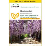 SAFLAX Ensemble de culture - Glycine arbre - 15 graines - Bolusanthus