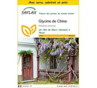 SAFLAX Ensemble de culture - Glycine de Chine - 4 graines - Wisteria