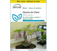 SAFLAX Ensemble de culture - Glycine de Chine - 4 graines - Wisteria