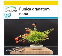 SAFLAX - Ensemble de culture - Grenadier nain - 50 graines - Avec mini serre, substrat de culture et 2 pots - Punica granatum nana