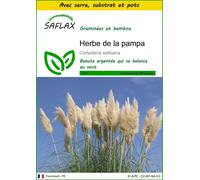 SAFLAX Ensemble de culture - Herbe de la pampa - 200 graines - Cortaderia