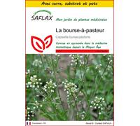SAFLAX Ensemble de culture - La bourse-à-pasteur - 1000 graines - Capsella