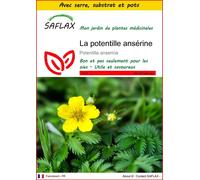 SAFLAX Ensemble de culture - La potentille ansérine - 20 graines - Potentilla