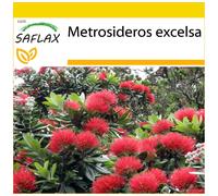 SAFLAX Ensemble de culture - L'arbre de Noël de Nouvelle-Zélande - 300 graines - Metrosideros