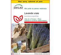 SAFLAX Ensemble de culture - Lavande vraie - 150 graines - Lavandula