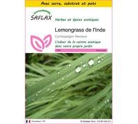 SAFLAX Ensemble de culture - Lemongrass de l'Inde - 50 graines - Cymbopogon