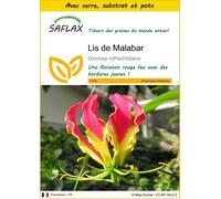 SAFLAX Ensemble de culture - Lis de Malabar - 15 graines - Gloriosa