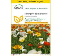 SAFLAX Ensemble de culture - Mélange de pavot d'Islande - 8000 graines - Papaver