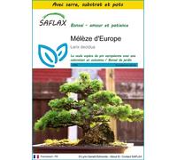 SAFLAX Ensemble de culture - Mélèze d'Europe - 75 graines - Larix
