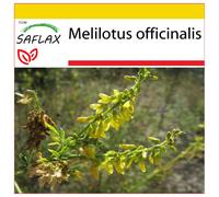 SAFLAX - Ensemble de culture - Mélilot - 250 graines - Avec mini serre, substrat de culture et 2 pots - Melilotus officinalis