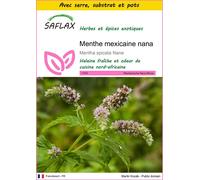 SAFLAX Ensemble de culture - Menthe mexicaine nana - 500 graines - Mentha
