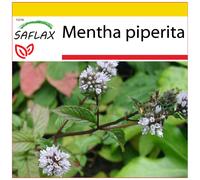 SAFLAX - Ensemble de culture - Menthe poivrée - 300 graines - Avec mini serre, substrat de culture et 2 pots - Mentha piperita
