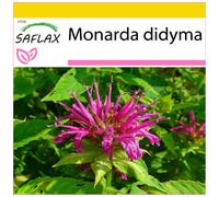 SAFLAX - Ensemble de culture - Monarde - 20 graines - Avec mini serre, substrat de culture et 2 pots - Monarda didyma
