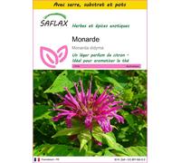 SAFLAX Ensemble de culture - Monarde - 20 graines - Monarda