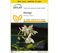 SAFLAX Ensemble de culture - Moringa - 10 graines - Moringa