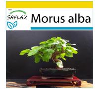 SAFLAX - Ensemble de culture - Mûrier blanc - 200 graines - Avec mini serre, substrat de culture et 2 pots - Morus alba