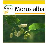 SAFLAX - Ensemble de culture - Mûrier blanc - 200 graines - Avec mini serre, substrat de culture et 2 pots - Morus alba
