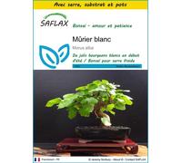 SAFLAX Ensemble de culture - Mûrier blanc - 200 graines - Morus
