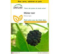 SAFLAX Ensemble de culture - Mûrier noir - 200 graines - Morus