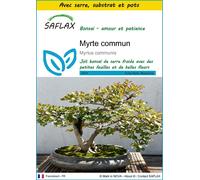 SAFLAX Ensemble de culture - Myrte commun - 30 graines - Myrtus